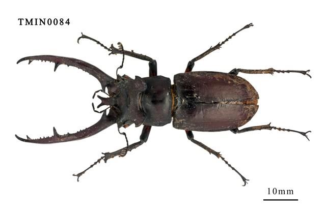 台灣深山鍬形蟲藏品圖，第4張
