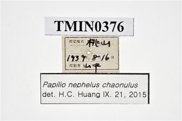 Papilio nephelus chaonulus Collection Image, Figure 4, Total 4 Figures