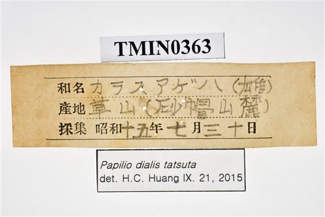 Papilio dialis tatsuta Collection Image, Figure 4, Total 4 Figures
