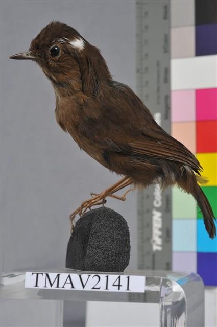 小翼鶇藏品圖，第4張