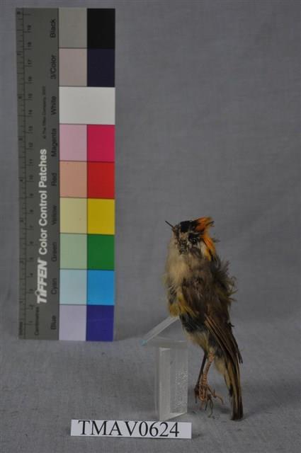 火冠戴菊鳥藏品圖，第4張