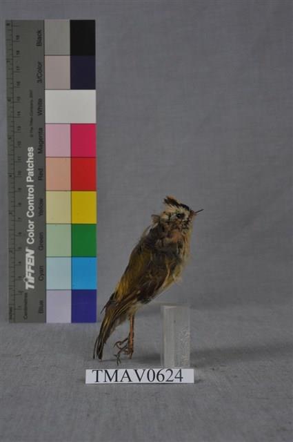 火冠戴菊鳥藏品圖，第3張