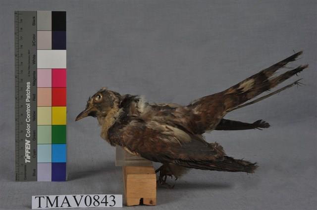 布穀鳥藏品圖，第3張