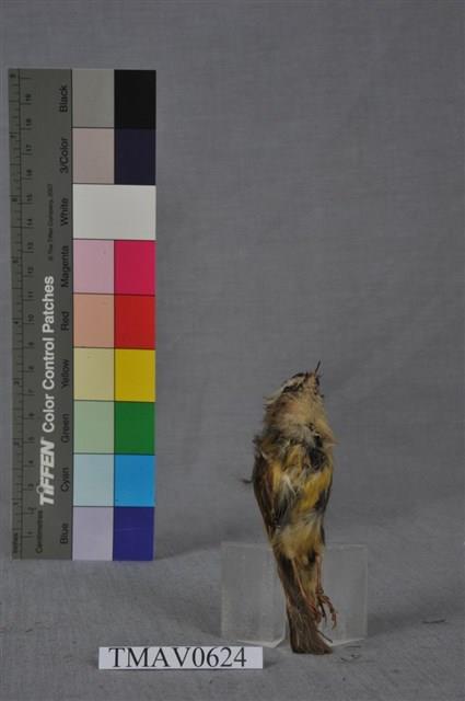 火冠戴菊鳥藏品圖，第6張