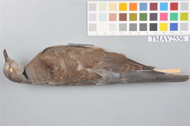 紅鳩藏品圖，第5張