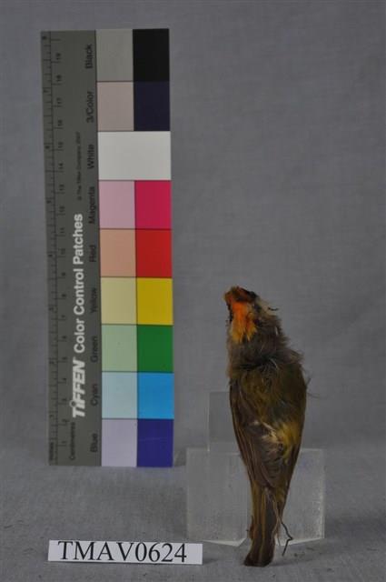 火冠戴菊鳥藏品圖，第5張