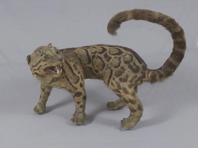 Formosan Clouded Leopard Collection Image, Figure 4, Total 29 Figures