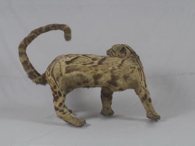 Formosan Clouded Leopard Collection Image, Figure 7, Total 29 Figures