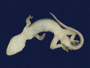 Guishan’s Gecko Collection Image, Figure 4, Total 8 Figures