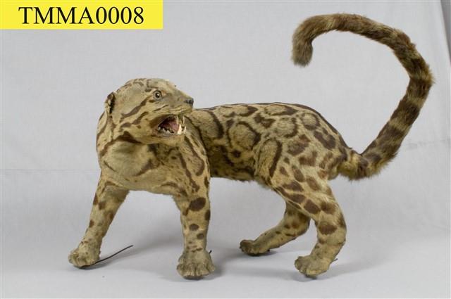 Formosan Clouded Leopard Collection Image, Figure 22, Total 29 Figures