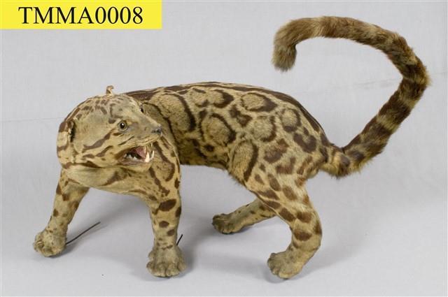 Formosan Clouded Leopard Collection Image, Figure 16, Total 29 Figures