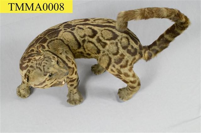 Formosan Clouded Leopard Collection Image, Figure 13, Total 29 Figures