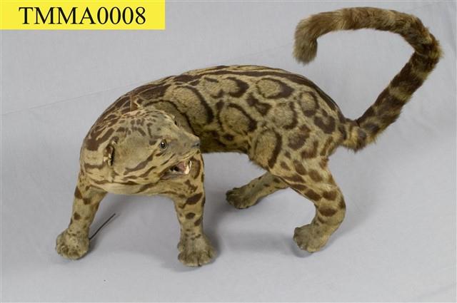 Formosan Clouded Leopard Collection Image, Figure 10, Total 29 Figures