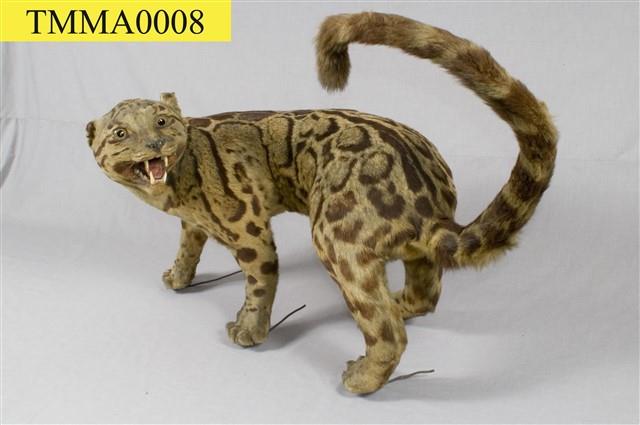 Formosan Clouded Leopard Collection Image, Figure 20, Total 29 Figures