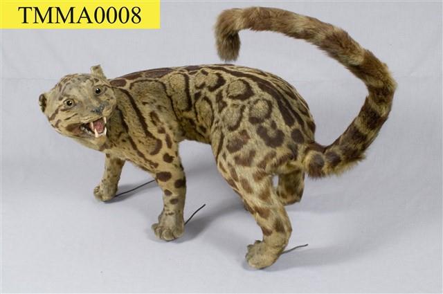 Formosan Clouded Leopard Collection Image, Figure 17, Total 29 Figures