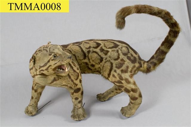 Formosan Clouded Leopard Collection Image, Figure 19, Total 29 Figures