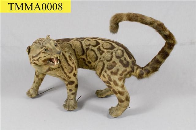 Formosan Clouded Leopard Collection Image, Figure 15, Total 29 Figures