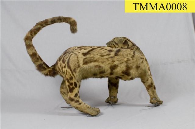 Formosan Clouded Leopard Collection Image, Figure 25, Total 29 Figures