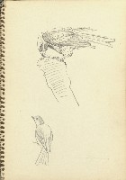 鳥(暫)藏品圖，第1張