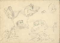 猴子藏品圖，第1張