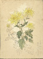 黃菊(彩色)藏品圖，第1張