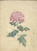 紫菊(彩色)藏品圖，第1張