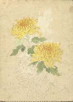 百葉黃菊(彩色)藏品圖，第1張