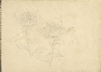 菊花藏品圖，第1張