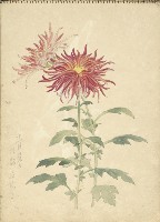 紅菊(彩色)藏品圖，第1張