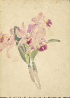 洋蘭(彩色)藏品圖，第1張