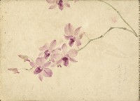 石斛蘭(彩色)藏品圖，第1張