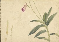 石斛蘭(彩色)藏品圖，第1張