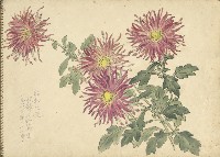 紫菊花(彩色)藏品圖，第1張