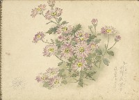 小紫菊(彩色)藏品圖，第1張