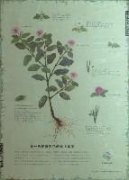 每一天都會開花的民主希望—日日春藏品圖，第1張