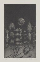 植物Ι藏品圖，第1張