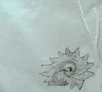 貝殼藏品圖，第1張