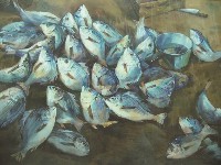 動物藏品圖，第1張