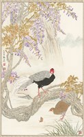 紫花素羽藏品圖，第1張