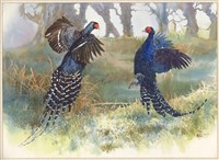 打鬥中的帝雉雄鳥藏品圖，第1張