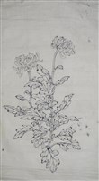 雙鈎菊藏品圖，第1張