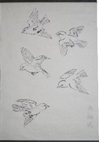 雀鷹畫稿-3藏品圖，第1張