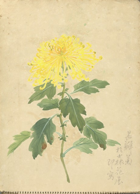 長瓣菊(彩色)的圖片