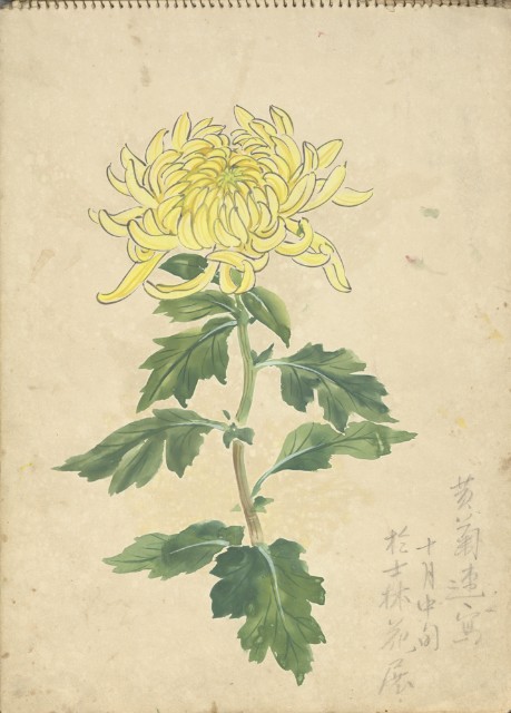 黃菊(彩色)的圖片