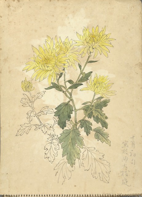 黃菊(彩色)的圖片