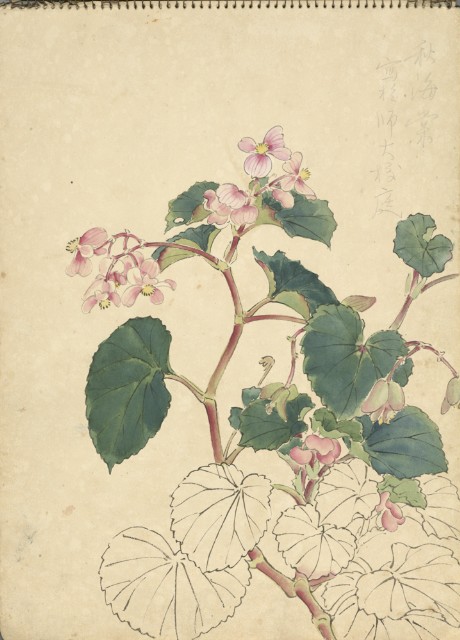 海棠花(彩色)的圖片