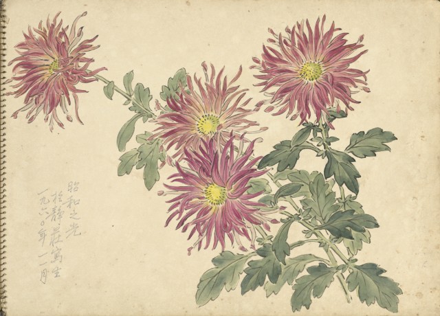 紫菊花(彩色)的圖片