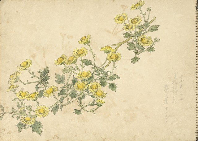 小黃菊(彩色)的圖片