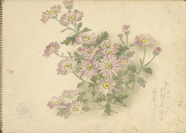 小紫菊(彩色)的圖片