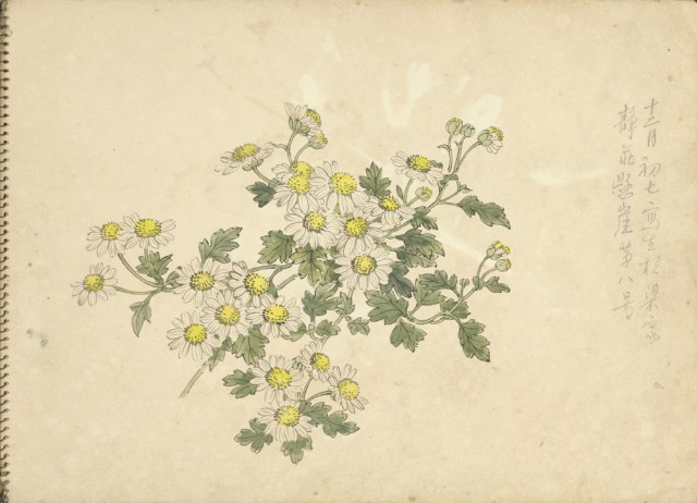 小白菊(彩色)的圖片